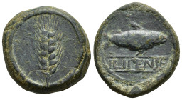 HISPANIA ANTIGUA. ILIPA. Semis. A/ Espiga. R/ Sábalo a der., debajo entre líneas ILIPENSE. AE 18,12 g. 27,9 mm. I-1534; ACIP-2336. Campos repasados. P...