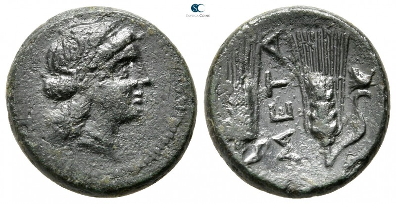 Lucania. Metapontion circa 300-200 BC. 
Bronze Æ

17 mm., 4,00 g.



very...