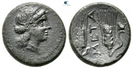 Lucania. Metapontion circa 300-200 BC. Bronze Æ