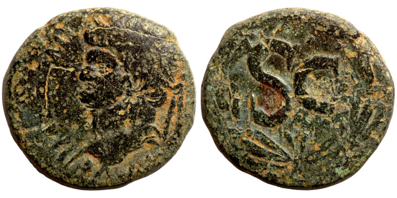 VESPASIAN (69-79) Bronze

21mm 8,41g