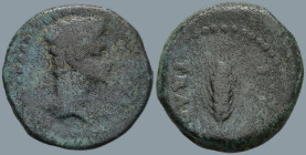 HISPANIA. Iulia Traducta. Gaius Caesar (20 BC-4 AD)
AE Bronze (21.5mm 5.68g)
Obv: Bare head of Gaius, right
Rev: IVL TRAD. Ear of barley
RPC I, 10...