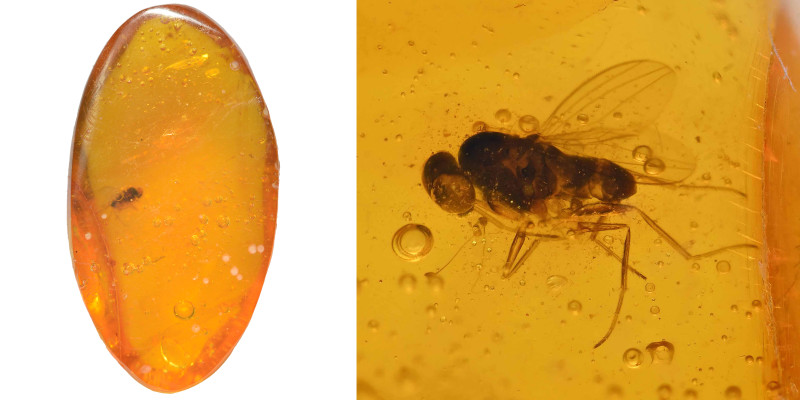 Dominican amber; Oligocene layer (33.9-23 million years). Fly. 0.73 g, 18 mm.