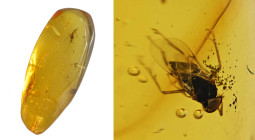 Dominican amber; Oligocene layer (33.9-23 million years). Wasp. 0.52 g, 18 mm.