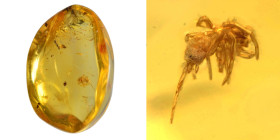 Dominican amber; Oligocene layer (33.9-23 million years). Spider. 0.42 g, 11 mm.