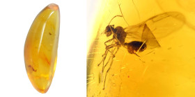 Dominican amber; Oligocene layer (33.9-23 million years). Winged Ant. 0.25 g, 13 mm.