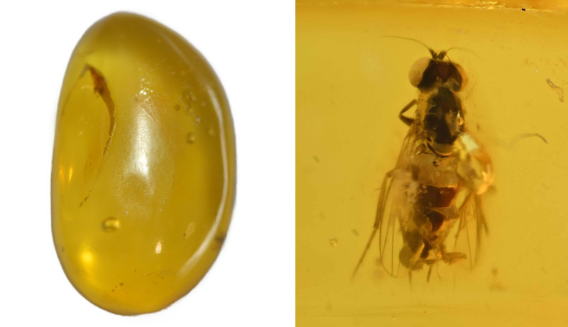 Dominican amber; Oligocene layer (33.9-23 million years). Fly. 2.59 g, 24 mm.