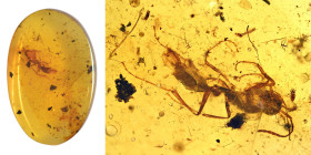 Burmese amber with insect; Cretaceous layer (> 66 million years). Large extinct Ant with mite. 0.38 g, 19 mm.