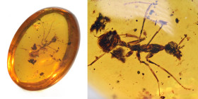 Burmese amber with insect; Cretaceous layer (> 66 million years). Large extinct ant. 0.30 g, 14 mm.