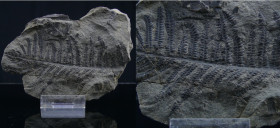 Paléozoïque, Permien - Fossile de Pecopteris plumosa - 299 / 252 millions d'années
Plaque fossile de Pecopteri, genre de fougères arborescentes. Dime...