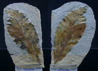 Paléozoïque, Permien - Fossiles de feuilles - 299 / 252 millions d'années
Lot de 2 plaques fossiles de grandes feuilles. Dimensions : 80*60 mm.
Coll...