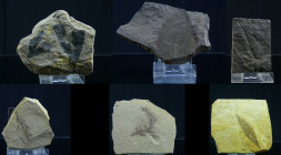 Paléozoïque, Permien - Lot de 6 plaques fossiles de végétaux - 299 / 252 millions d'années
Lot de 6 plaques fossiles de végétaux. Dimensions : 90*50 ...