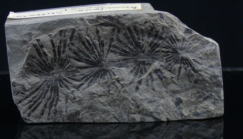 Carbonifère, Stéphanien - Fossile d'Annularia stellata - 305 / 300 millions d'an...