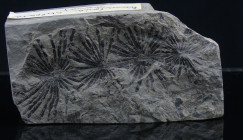 Carbonifère, Stéphanien - Fossile d'Annularia stellata - 305 / 300 millions d'années.
Plaque fossile Annularia stellata, feuilles formées de verticil...