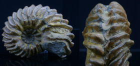 Crétacé, Albien - Ammonites - Fossile d'Euhoplites lautus - 113 / 100 milions d'années
Fossile d'Euhoplites lautus, de la famille des ammonites. Dime...