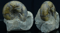 Jurassique, Oxfordien - Ammonites - Fossile de Sowerbyceras tortisulcatum - 163 / 157 milions d'années
Fossile de Sowerbyceras avec sa gangue. Ammoni...