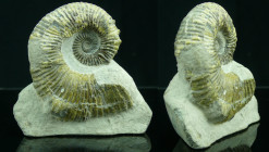 Crétacé, Aptien - Ammonites - Fossile d'Australiceras - 120 / 113 milions d'années
Fossile d'Australiceras avec sa gangue. Provenance Walsh river (Au...