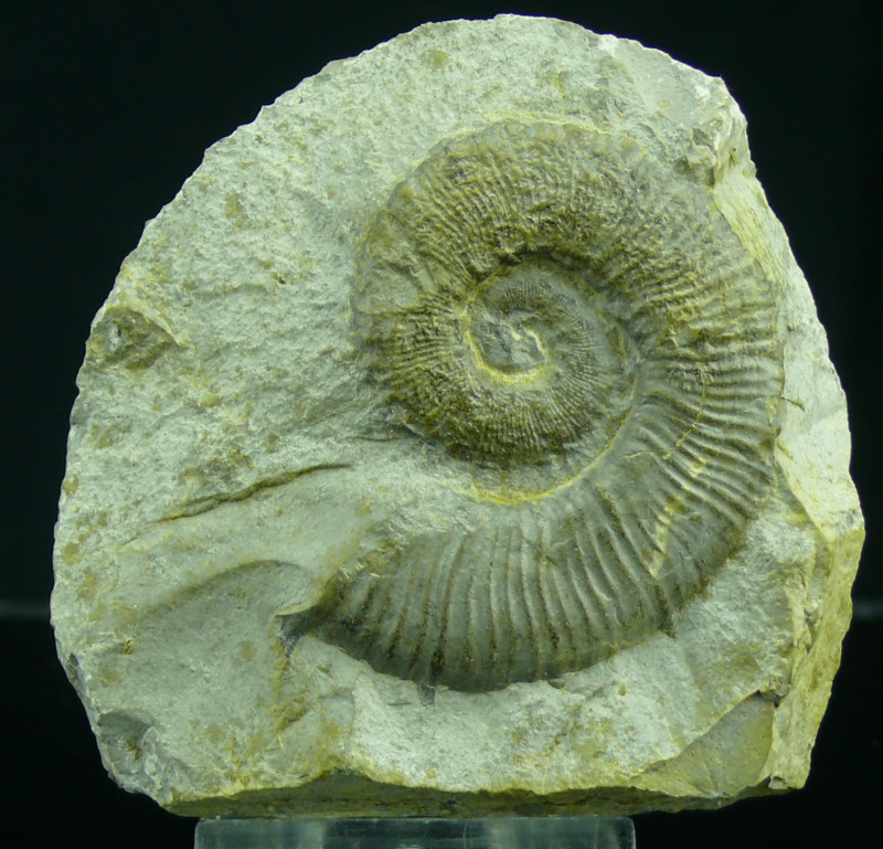 Crétacé, Hauterivien - Ammonites - Fossile de Criocératites - 133 / 129 milions ...