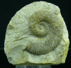 Crétacé, Hauterivien - Ammonites - Fossile de Criocératites - 133 / 129 milions d'années
Fossile de Criocératites avec sa gangue. Dimensions : 70*75 ...