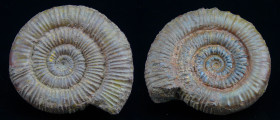 Jurassique, Toarcien - Ammonites - Fossile de Dactylioceras - 183 / 174 milions d'années
Fossile de Dactylioceras, de la famille des ammonites. Prove...