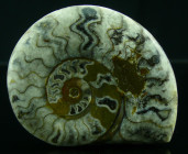 Mézozoïque, Trias - Ammonites - Fossile de Ceratites - 252 / 201 milions d'années
Fossile de Ceratites polies+D163, genre fossile de mollusques cépha...