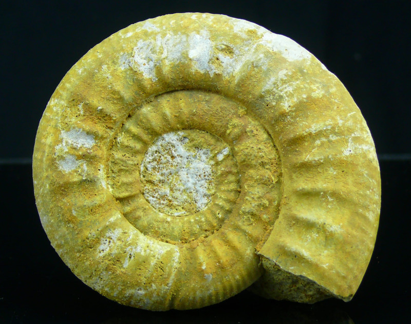 Jurassique, Toarcien - Fossile d'Ammonite - 183 / 174 milions d'années
Fossile ...