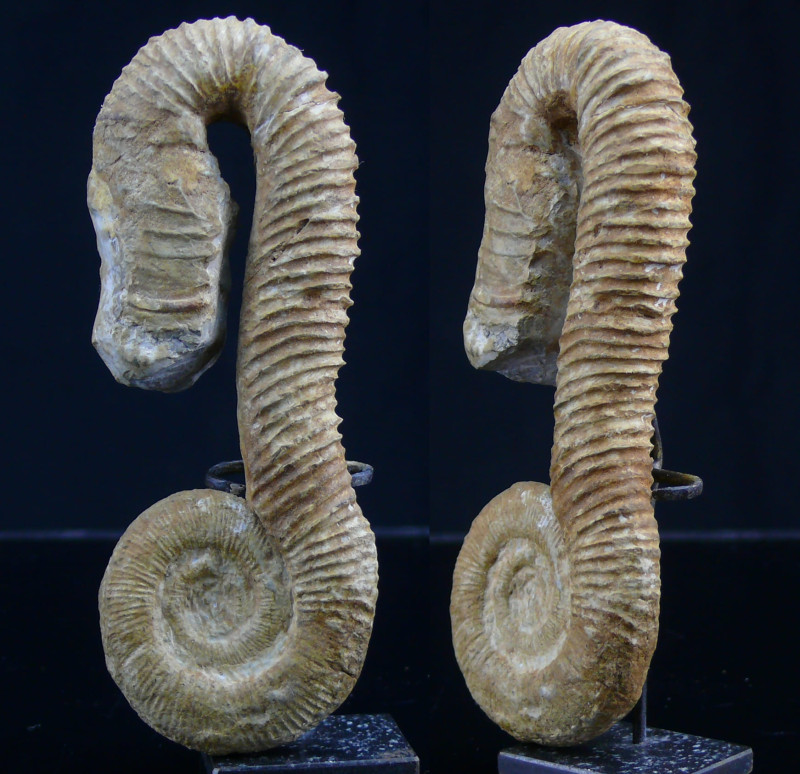 Crétacé, Barrémien - Ammonites - Fossile de Macroscaphites - 129 / 124 milions d...