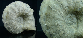 Mézozoïque, Trias - Ammonites - Fossile de Ceratites nodosus - 252 / 201 milions d'années
Fossile de Ceratites nodosus, mollusques céphalopodes marin...