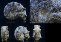 Crétacé, Turonien - Ammonites - Fossile de Mammite nodosoide - 94 / 90 milions d'années
Grand fossile de Mammite nodosoide. Traces de restauration. D...