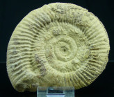 Jurassique, Bajocien - Ammonites - Fossile de Parkinsonia - 171 / 168 milions d'années
Fossile de Parkinsonia, de la famille des ammonites. Provenanc...