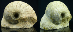 Mézozoïque, Trias - Mollusque - Fossile de Cenoceras - 252 / 201 milions d'années
Fossile de Cenoceras avec sa gangue. Le nom signifie « corne récent...