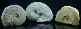Mézozoïque, Crétacé - Lot de 3 ammonites - 146 / 100 millions d'années
Lot de 3 ammonites Phylloceras porcy (Pesaro (Italie), 120*90 mm) ; Pleurocera...
