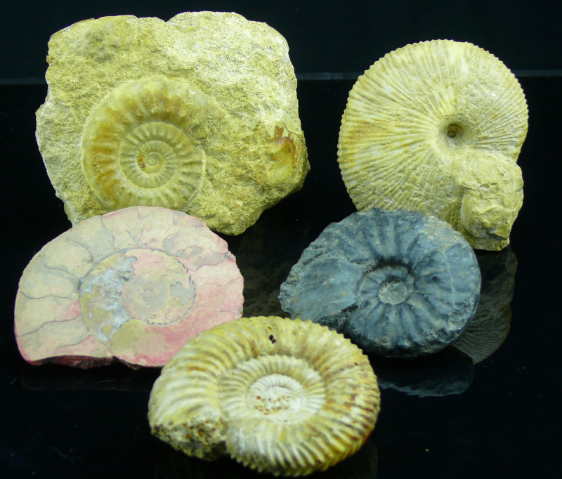 Mézozoïque, Crétacé - Lot de 5 ammonites - 146 / 100 millions d'années
Lot de 5...