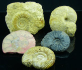 Mézozoïque, Crétacé - Lot de 5 ammonites - 146 / 100 millions d'années
Lot de 5 ammonites Macrocephalites (Allemagne, 60*60 mm) ; Acantchopleuceras (...