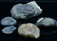 Lot de 4 fossiles - 252 / 100 millions d'années
Lot de 4 fossiles, Trilobite, 2 Ammonites, fragment d'Orthocère avec une gangue de pyrite (Brest, Fra...