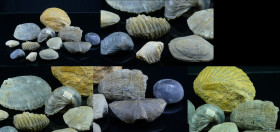 Lot de 12 fossiles - 252 / 70 millions d'années
Lot de 12 fossiles, dont un fossile de Griphée (Lorraine, France) ; Spirifer (Ardennes, France) ; Pla...