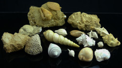Pliocène - Lot de Gastéropodes et Bivalves - 5.3 / 2.6 millions d'années
Important lot de 18 fossiles. Dimensions : de 25 à 110 mm.
Collection Vigné...
