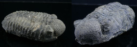Dévonien - Trilobite - Fossile de Phacops corconspectans - 416 / 359 millions d'années
Important fossile de Phacops corconspectans, de la famille des...
