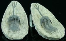 Dévonien - Trilobite - Fossile de Walliserops trifurcatus - 416 / 359 millions d'années
Magnifique fossile de Walliserops trifurcatus, de la famille ...