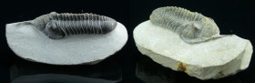 Dévonien - Trilobite - Fossile de Phacops corconspectans - 416 / 359 millions d'années
Fossile de Phacops corconspectans, de la famille des trilobite...