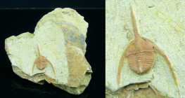 Ordovicien, Silurien - Trilobite - Fossile de Ampyx cetsarum - 501 / 416 millions d'années
Fossile de Ampyx cetsarum, de la famille des trilobites. D...