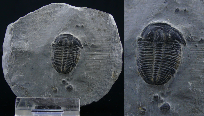 Cambrien - Trilobite - Fossile d'Elrahina - 524 / 501 millions d'années
Fossile...