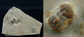 Cambrien - Trilobite - Fossile de Peronopsis interstricta - 524 / 501 millions d'années
Plaque fossile de Peronopsis interstricta, de la famille des ...