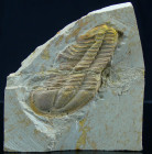 Cambrien - Trilobite - Fossile de Conocoryphe sulzeri - 524 / 501 millions d'années
Plaque fossile de Conocoryphe sulzeri, de la famille des trilobit...