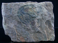 Cambrien - Trilobite - Fossile de Paradoxides brachyrhachis - 524 / 501 millions d'années
Plaque fossile de Paradoxides brachyrhachis, de la famille ...