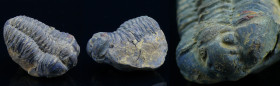 Ordovicien - Trilobite - Fossile d'Illaenus giganteus - 488 / 444 millions d'années
Fossile d'Illaenus giganteus, de la famille des trilobites. Prove...