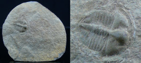 Ordovicien - Trilobite - Fossile d'ogyginus, série llanvirn - 488 / 444 millions d'années
Plaque fossile d'Illaenus giganteus, de la famille des tril...