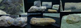Cambrien, dévonien - Lot de 5 trilobites - 524 / 359 millions d'années
Lot de 5 trilobites. Dimensions : de 60 à 120 mm.
Collection Vigné.