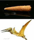 Mésozoïque, Crétacé Albien Cénomanien - Dent fossile de Ptérosaure (Siroccopteryx) - 112 / 93 millions d'années.
Dent fossile de Ptérosaure, reptiles...