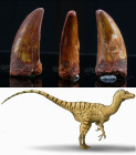 Crétacé, Cénomanien - Dent fossile de Deltadromeus Agilis - 100 / 93 millions d'années
Dent fossile de Deltadromeus Agilis, dinosaure carnivore rapid...