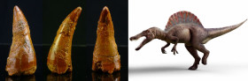 Crétacé, Cénomanien - Dent fossile de Spinosaurus aegyptiacus - 100 / 93 millions d'années
Dent fossile de Spinosaurus aegyptiacus, dinosaure carnivo...